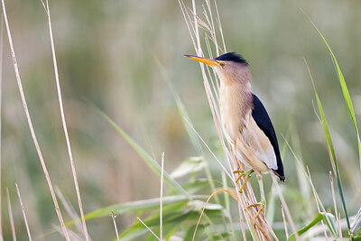 BUITEN BEELD Foto: 422223