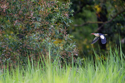 BUITEN BEELD Foto: 422226