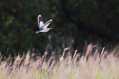 BUITEN BEELD Foto: 422228