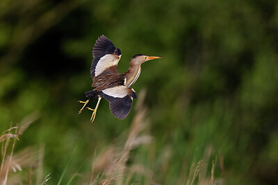 BUITEN BEELD Foto: 422231