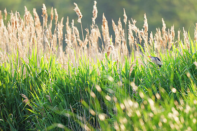 BUITEN BEELD Foto: 422236