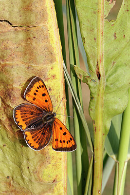 BUITEN BEELD Foto: 422246