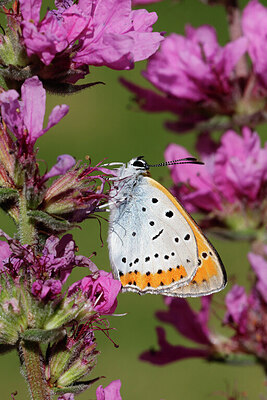 BUITEN BEELD Foto: 422247