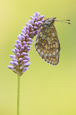 BUITEN BEELD Foto: 422253