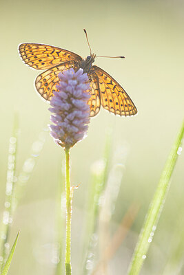 BUITEN BEELD Foto: 422254