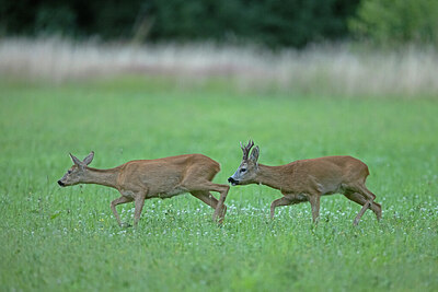 BUITEN BEELD Foto: 422288