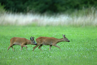 BUITEN BEELD Foto: 422289