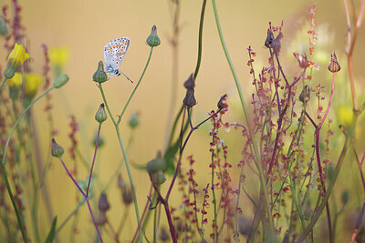 BUITEN BEELD Foto: 422292