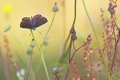 BUITEN BEELD Foto: 422293