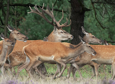 BUITEN BEELD Foto: 422300