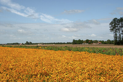 BUITEN BEELD Foto: 422324