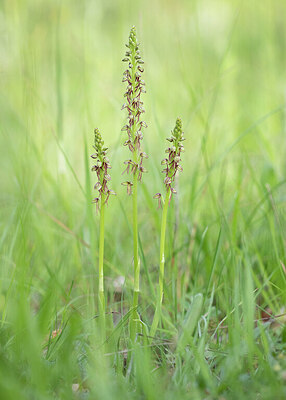 BUITEN BEELD Foto: 422340