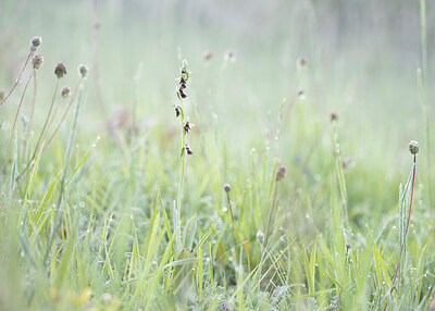 BUITEN BEELD Foto: 422345