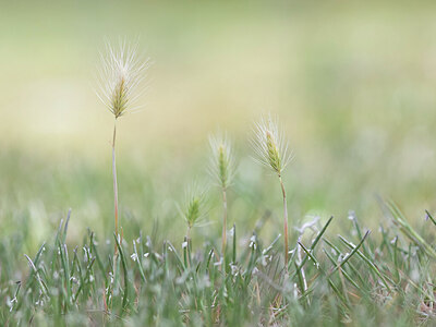 BUITEN BEELD Foto: 422346