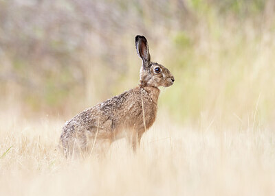 BUITEN BEELD Foto: 422349