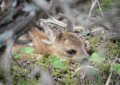 BUITEN BEELD Foto: 422350