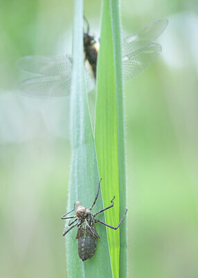 BUITEN BEELD Foto: 422353