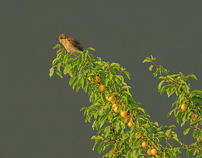 BUITEN BEELD Foto: 422371