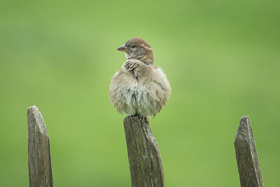 BUITEN BEELD Foto: 422374