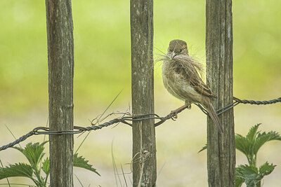 BUITEN BEELD Foto: 422375