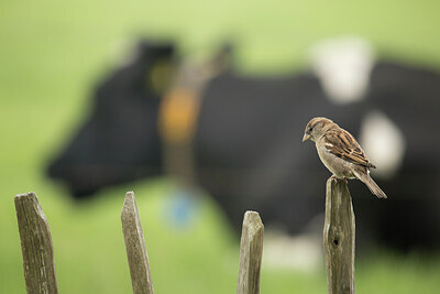 BUITEN BEELD Foto: 422376