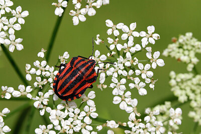 BUITEN BEELD Foto: 422378