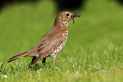 BUITEN BEELD Foto: 422414