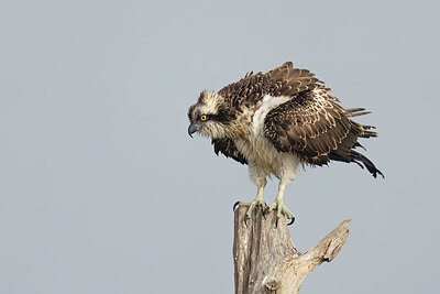 BUITEN BEELD Foto: 422421