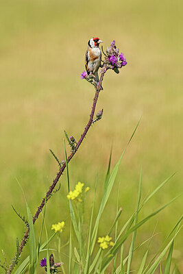 BUITEN BEELD Foto: 422429