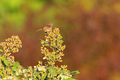 BUITEN BEELD Foto: 422446