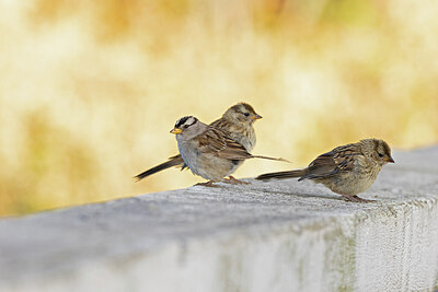 BUITEN BEELD Foto: 422448