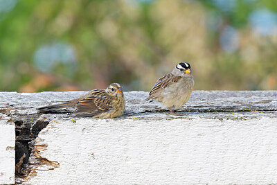 BUITEN BEELD Foto: 422449