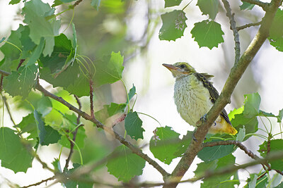 BUITEN BEELD Foto: 422460