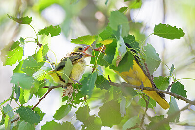 BUITEN BEELD Foto: 422461