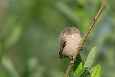 BUITEN BEELD Foto: 422464