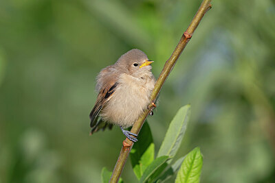 BUITEN BEELD Foto: 422465