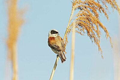 BUITEN BEELD Foto: 422468