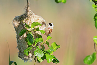 BUITEN BEELD Foto: 422473