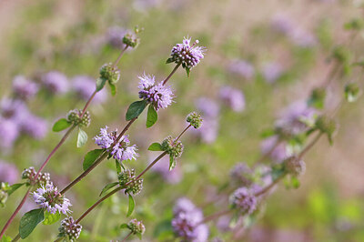 BUITEN BEELD Foto: 422478