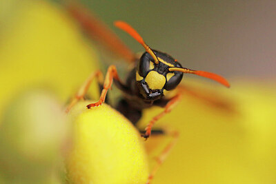 BUITEN BEELD Foto: 422484