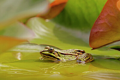 BUITEN BEELD Foto: 422485