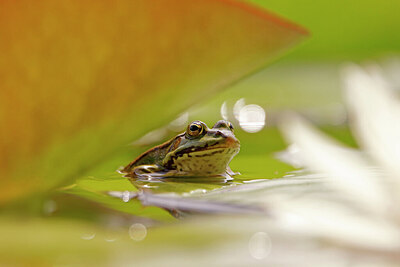 BUITEN BEELD Foto: 422486