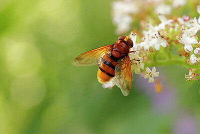 BUITEN BEELD Foto: 422491