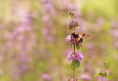 BUITEN BEELD Foto: 422493