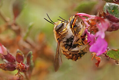 BUITEN BEELD Foto: 422505