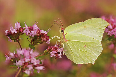 BUITEN BEELD Foto: 422506