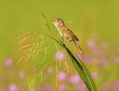 BUITEN BEELD Foto: 422520