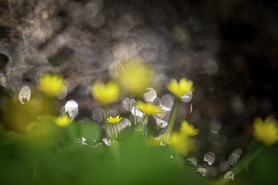 BUITEN BEELD Foto: 422528