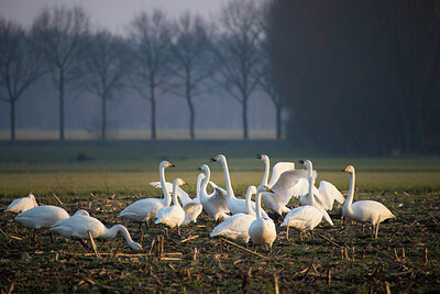 BUITEN BEELD Foto: 422533