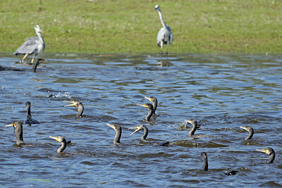 BUITEN BEELD Foto: 422546